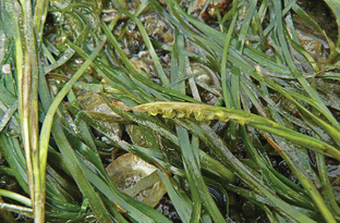 Eel grass